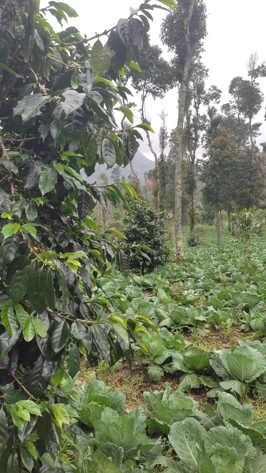Garut, West Java